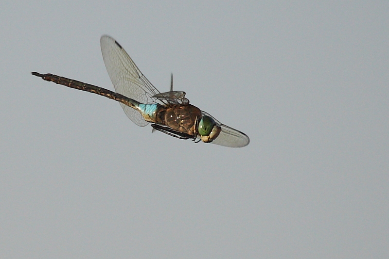 Identificare - Anax parthenope